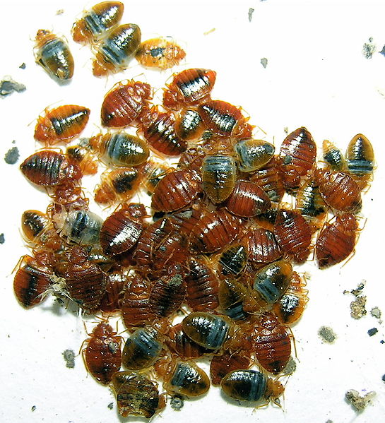545px-Cimex_lectularius2